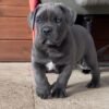 cane corso breeders indiana