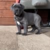 cane corso breeders oregon