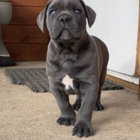 cane corso breeders washington cane corso breeders washington