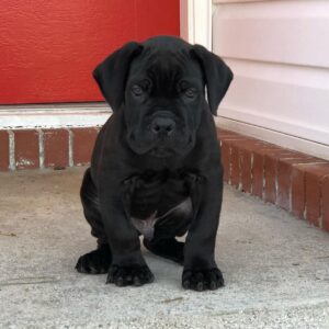 cane corso breeders