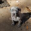 cane corso breeders near me