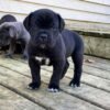 cane corso puppies ohio