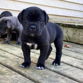 cane corso puppies ohio