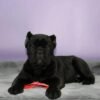 miniature cane corso for sale