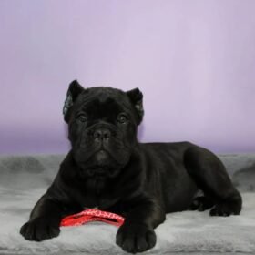 miniature cane corso for sale
