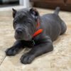 mini cane corso