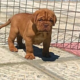 how much does a cane corso puppy cost