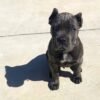 cane corso pitbull puppy