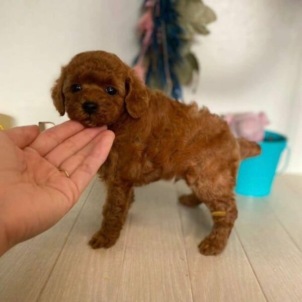 bichon toy poodle puppies for sale