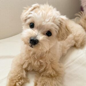 toy poodles for sale near me