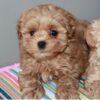 poodle toy puppies for sale