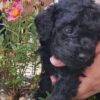 toy poodle puppies for sale in texas