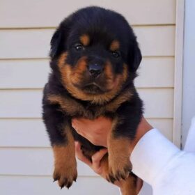 German Rottweilers for sale