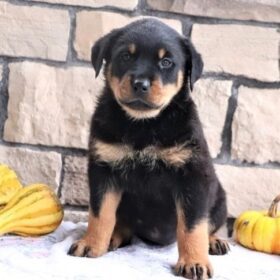 Rottweiler lab mix puppy for sale