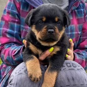 Rottweiler and german shepherd mix puppy