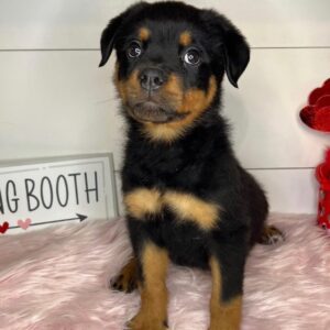 giant Rottweiler puppies for sale near me