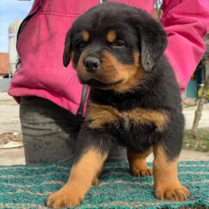 American Rottweiler puppies for sale