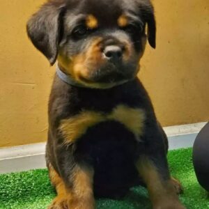 Rottweiler puppy for sale near me