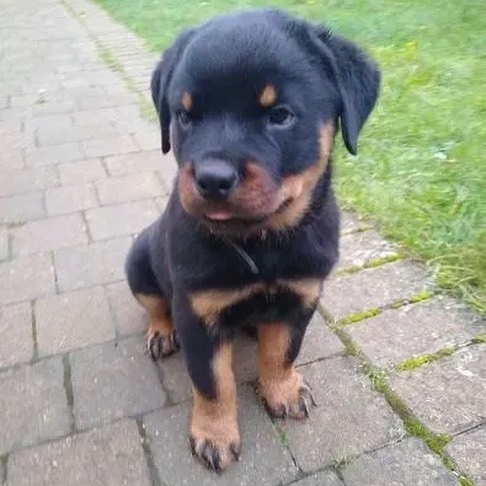 Rottweiler puppies for $250 near me/Rottweiler puppies for $250