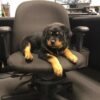 german rottweiler puppies