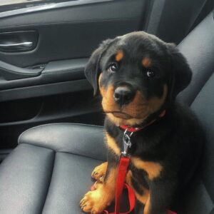 are rottweilers good dogs