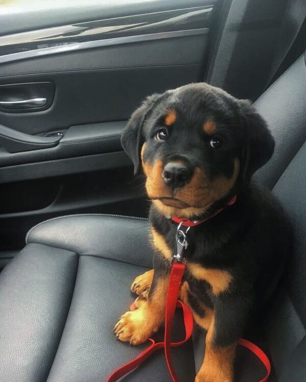 are rottweilers good dogs