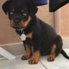 german rottweiler puppies for sale