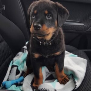 rottweiler puppies
