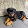 newborn rottweiler puppy
