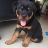 puppy rottweiler for sale