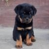 rottweilers for sale