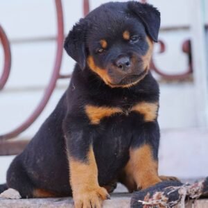 rottweiler puppies for sale near me under $500 dollars