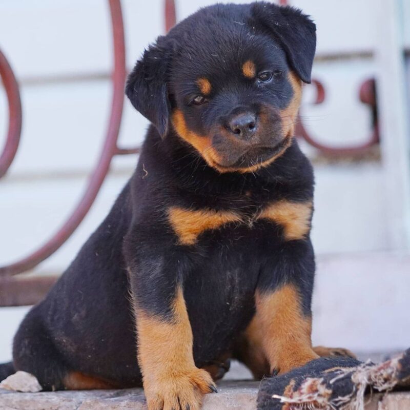 Rottweiler puppies for sale near me under 500 dollars