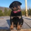 cheap rottweiler puppy for sale