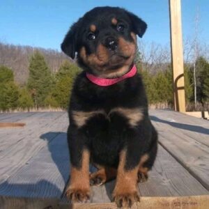 cheap rottweiler puppy for sale