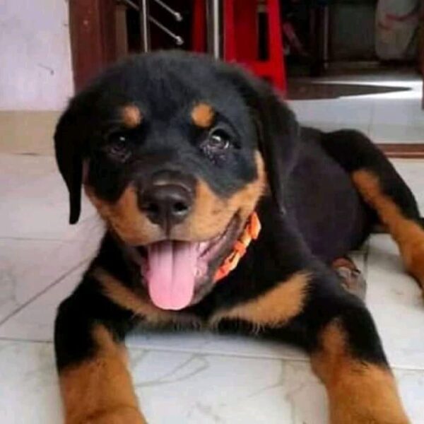 rottie puppies for sale