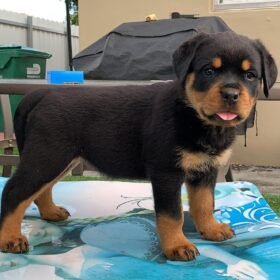 puppy rottweiler puppy rottweiler