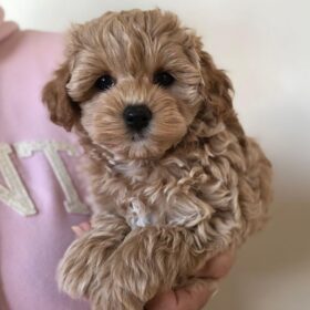 maltipoo puppies craigslist