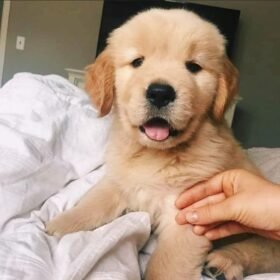 golden retriever rescue near me