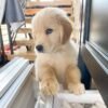Adult golden retriever for sale