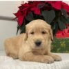 golden retriever puppies Houston