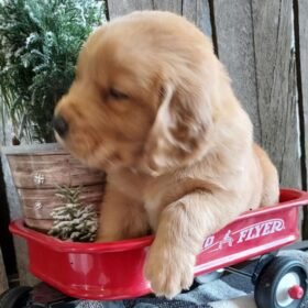 Golden Retriever For Sale