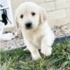 golden retriever puppies for sale in Texas