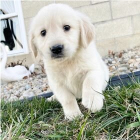 golden retriever puppies for sale in Texas