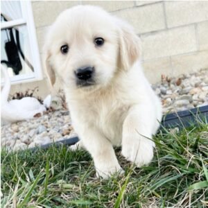 golden retriever puppies for sale in Texas