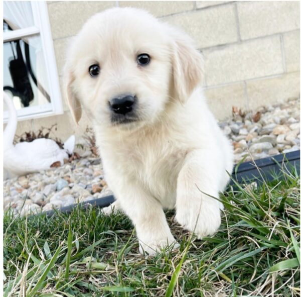 golden retriever puppies for sale in Texas