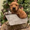 golden retriever puppies for adoption