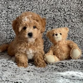 AKC Maltipoo puppies for sale