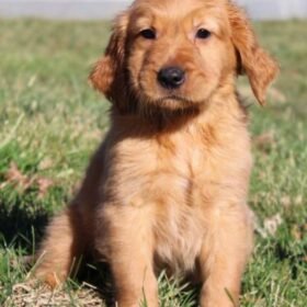 mini golden retriever mini golden retriever