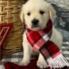 buy golden retriever puppy near me